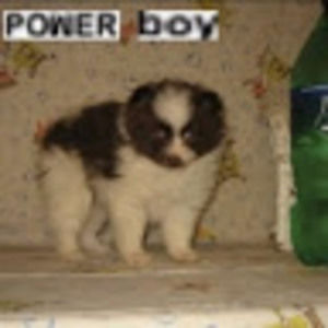 Meet your Posher, Payten